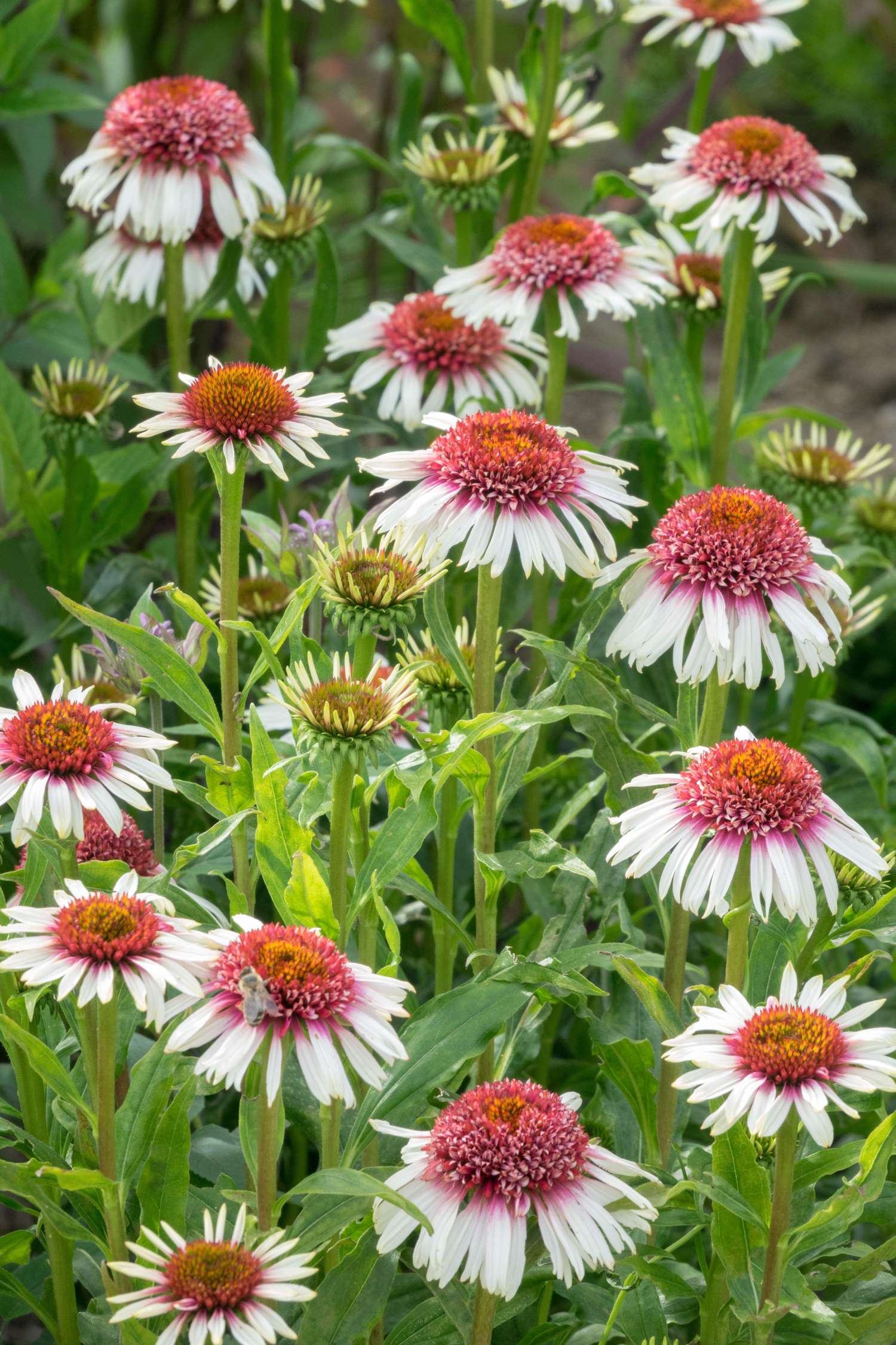 Punahattu Echinacea 'Strawberry and Cream'